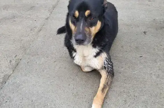 Chien noir et marron trouvé - photo