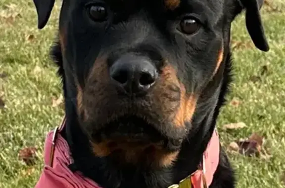 Lost Rottweiler in Winslow, NJ - Help Find Ella!