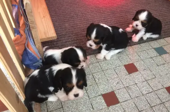 Chien perdu Nouvelle-Aquitaine, photo : Chiot Cavalier King perdu à Montendre