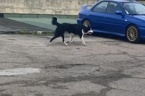 Chien perdu suit voiture à Ajaccio - photo