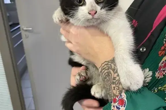 Chaton sauvé à Danjoutin - photo