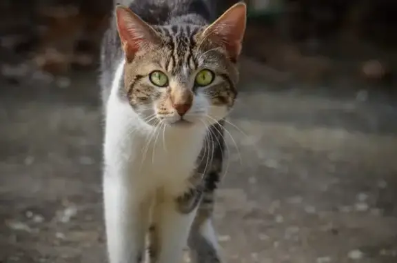 Chat perdu, , photo: Chat tigré perdu à Saint-Germier