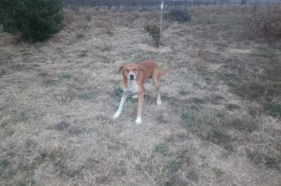Chien perdu à Trouillas retrouvé - photo