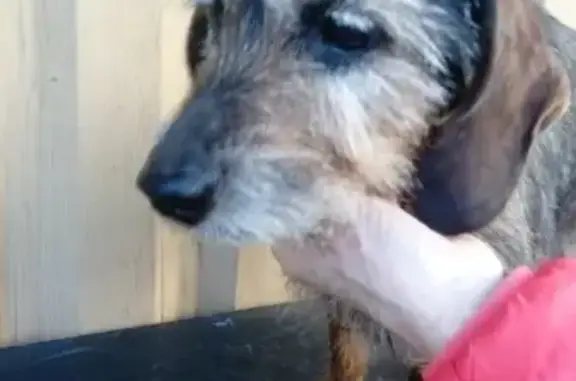 Chiot Bringé Trouvé à Baulon - photo