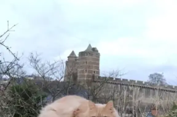 Chat perdu, Fougères, photo: Chat perdu à Fougères, non marqué