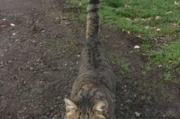 Chat tigré tatoué trouvé à Montesquieu - photo