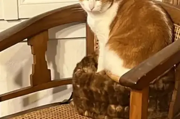 Animaux perdus Villeneuve-sur-Lot, photo: Chat roux Max perdu, aidez-nous !