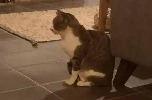 Chat blessé trouvé à Toulouse - photo