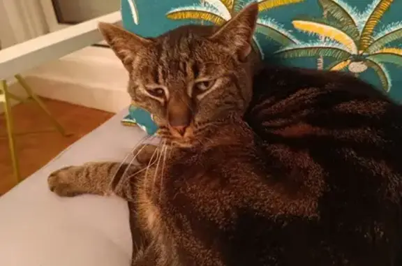 Animaux perdus Brest, photo: Chat tigré perdu à Bellevue