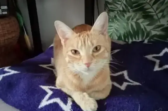 Animaux perdus Lagny-sur-Marne, photo: Chatte rousse Minette perdue à Lagny