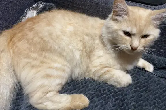 Animaux perdus Fresse-sur-Moselle, photo: Chat crème/blanc perdu - Le Raddon