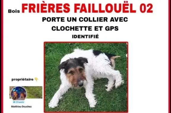 Chien perdu Tergnier, photo : Fox Terrier Perdu à Tergnier