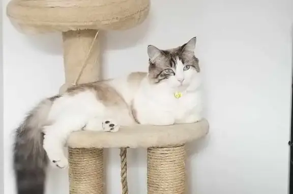Animaux perdus Nouvelle-Aquitaine, photo: Chatte Ragdoll BB perdue à Benquet