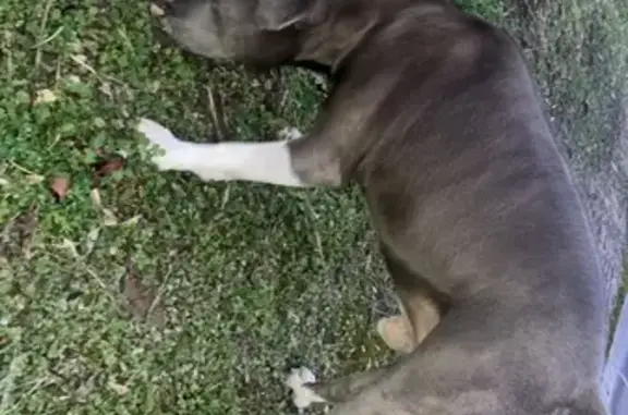 Chien staff blessé retrouvé à Buchères - photo