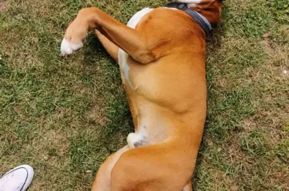 Animaux perdus Nouvelle-Aquitaine, photo: Boxer beige âgé perdu à Échiré