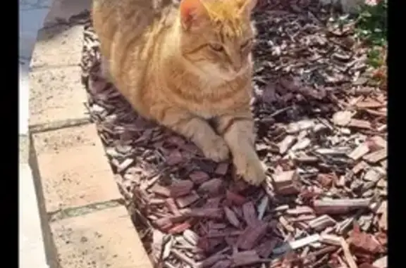 Animaux perdus , photo: Chat roux Guizmo perdu à Rully