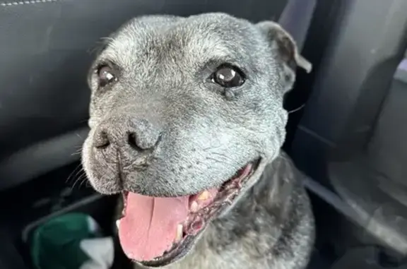 Chien perdu au château récupéré - photo