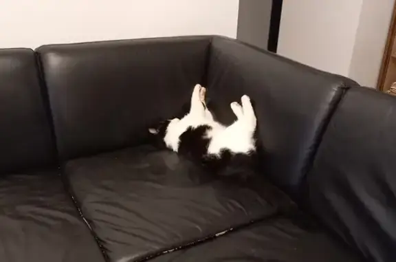 Animaux perdus Drefféac, photo: Chat noir et blanc Tino perdu