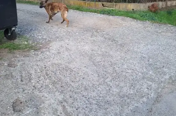 Chiot Cursinu perdu près du camping - photo