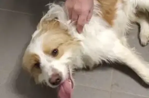 Chien croisé trouvé à Neuville - photo