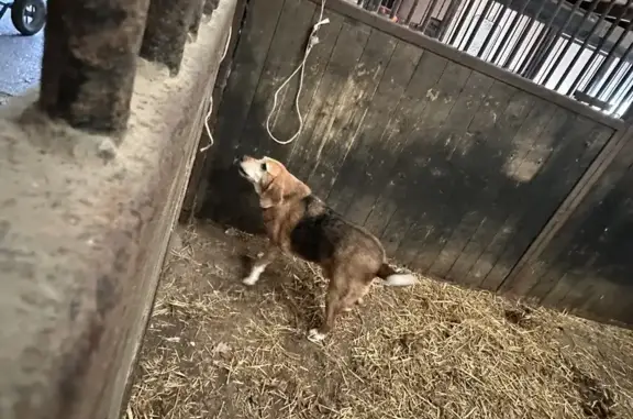 Chien perdu à Rives-en-Seine - photo
