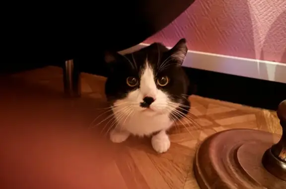 Chat européen perdu à Douai - photo