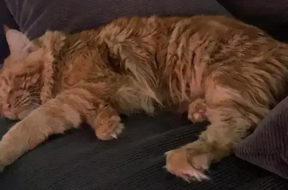Animaux perdus , photo: Chat Maine Coon Perdu à Camlez