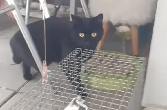 Chat noir perdu à Strasbourg - photo