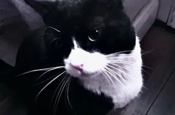 Lost Tuxedo Cat in Manchester - Help Find Him!