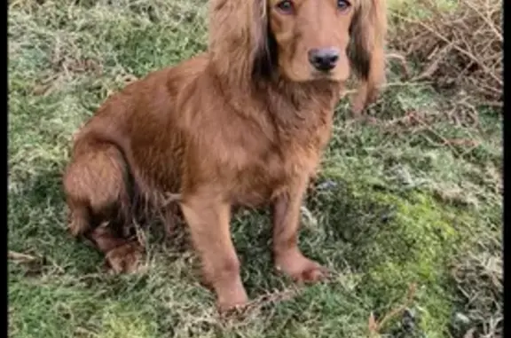 Lost Red Spaniel in Howtown - Help Find Her!