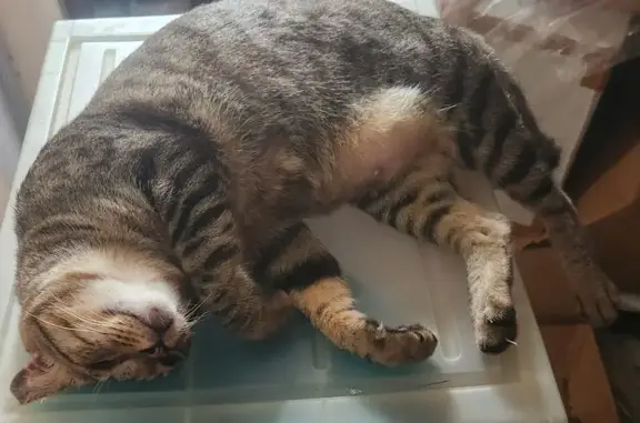 Lost Grey Tabby Cat - Sin Ming Ave, SG