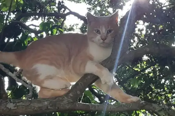 Animaux perdus , photo: Chat roux perdu à Cosqueville