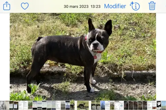 Animaux perdus , photo: Ony perdue, contactez-nous!