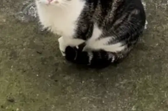 Chat câlin bavard trouvé à Drancy - photo