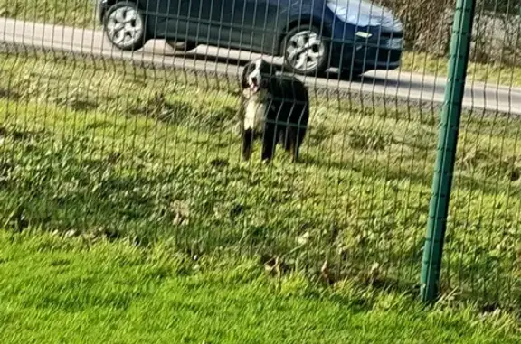 Chien égaré près de TRUCHET - photo