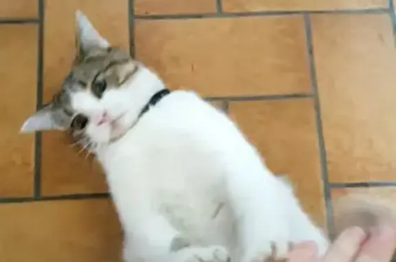 Chat bicolore trouvé à Loretz - photo