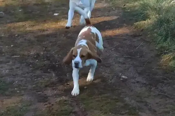 Chiots Beagle perdus aperçus - photo