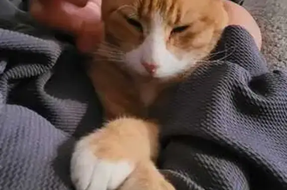 Animaux perdus Saint-Orens-de-Gameville, photo: Chat doux à queue coupée perdu