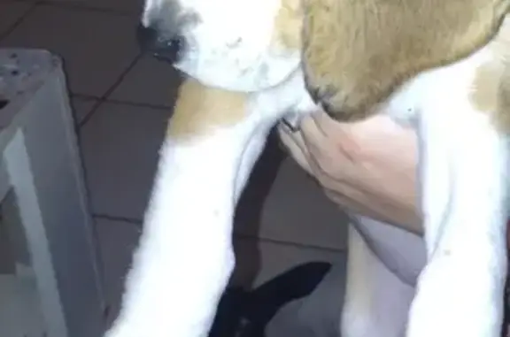 Trouvé: Petit chien tricolore Montsûrs - photo