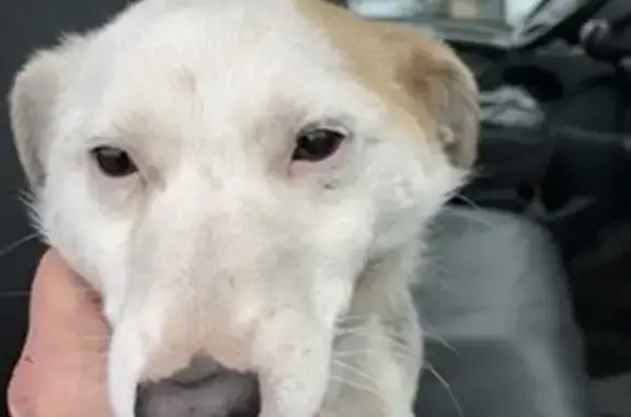 Chien perdu sans ID à Prigonrieux - photo