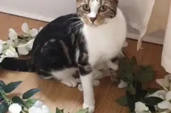 Lost Cat: Tri-Color Female - Cosmeston St. 36A