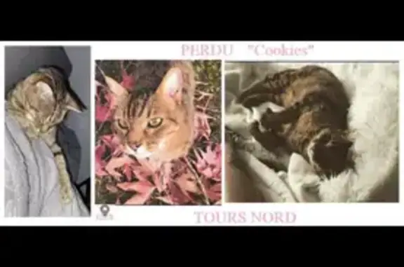 Animaux perdus Tours, photo: Chat tigré perdu à Tours Nord