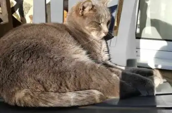 Animaux perdus , photo: Chatte Jupette perdue à Goudelin