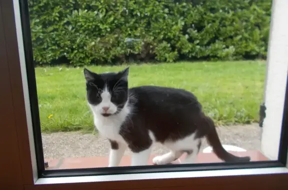 Chaton trouvé à Morcenx-bourg - photo