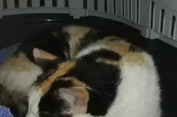 Chatte sociable trouvée à Arzal - photo