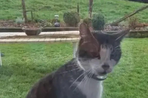 Chat tricolore perdu, collier gris - photo