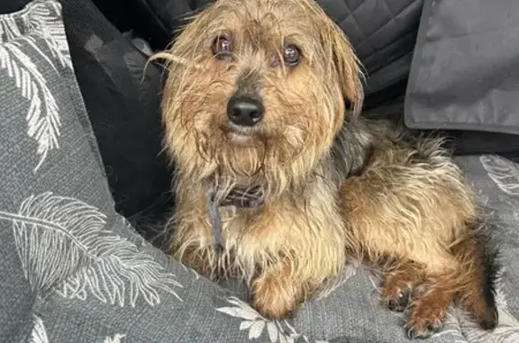 Chien mâle trouvé à Onnaing - photo
