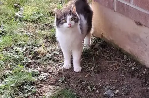 Chaton blanc/gris perdu à Noyelles - photo