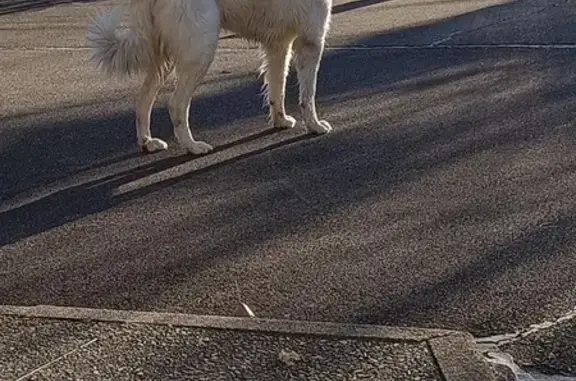 Chien Patou avec collier rouge trouvé - photo
