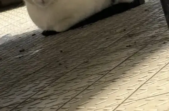 Chat blanc taché trouvé à Tomblaine - photo
